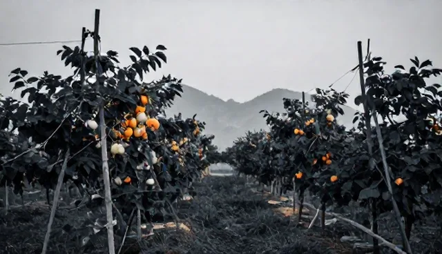 传统做法对特色果蔬性能的影响原因分析